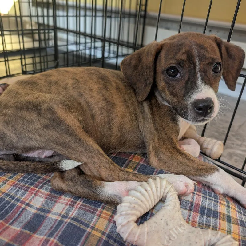 A baby small-sized female Terrier dog named Wave for adoption in Minneapolis, MN