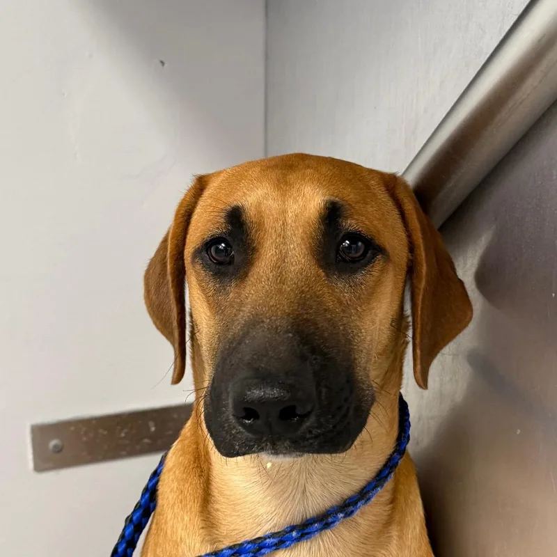 A young medium-sized male Brown / Chocolate Mixed Breed dog named Blon D for adoption in Greenville, SC