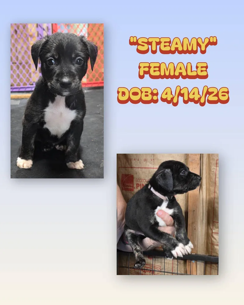 A baby medium-sized female Black Catahoula Leopard Dog dog named Steamy for adoption in Baker, LA