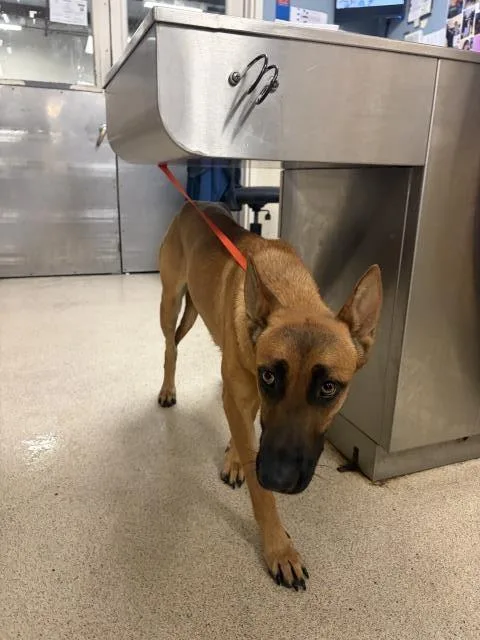 A young large-sized female Belgian Shepherd / Malinois dog named Rue for adoption in Riverside, CA