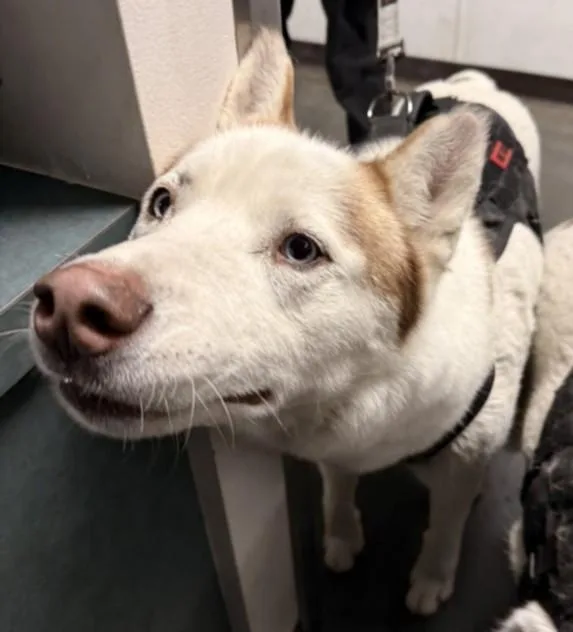 An adult medium-sized male Mixed Breed dog named Charlie for adoption in Chatsworth, CA