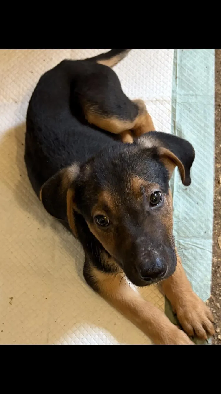 A baby medium-sized male Catahoula Leopard Dog dog named Logan for adoption in Paradise, TX