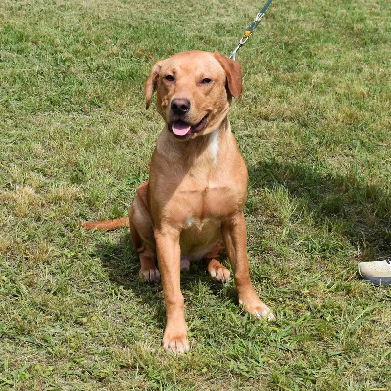 A young large-sized male Yellow / Tan / Blond / Fawn Labrador Retriever dog named Maverick for adoption in Searcy, AR