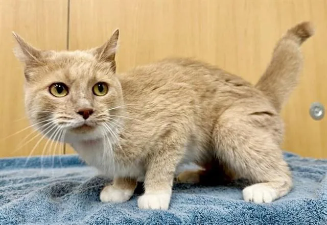 An adult small-sized female Domestic Short Hair cat named Juniper for adoption in Saint Louis, MO