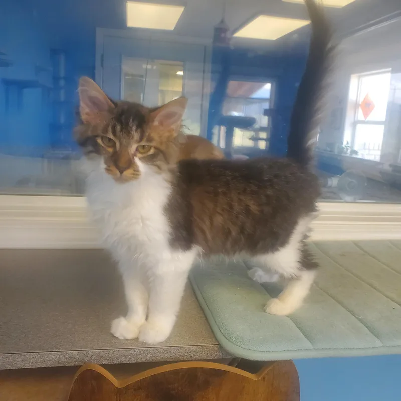A baby small-sized male Tabby (Buff / Tan / Fawn) Domestic Long Hair cat named August for adoption in Polson, MT