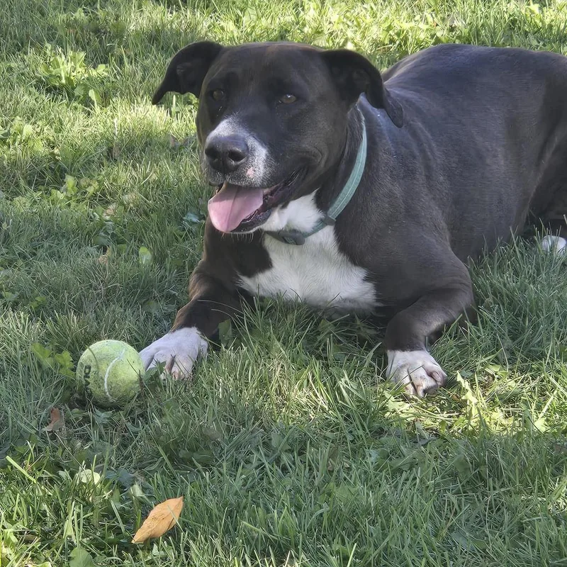 An adult large-sized female Mixed Breed dog named Mel B for adoption in Grand Forks, ND