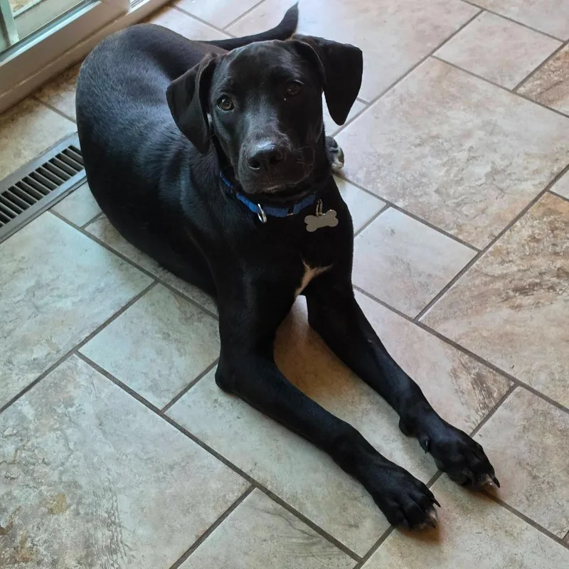 A baby medium-sized male Mixed Breed dog named Marty for adoption in Fond Du Lac, WI