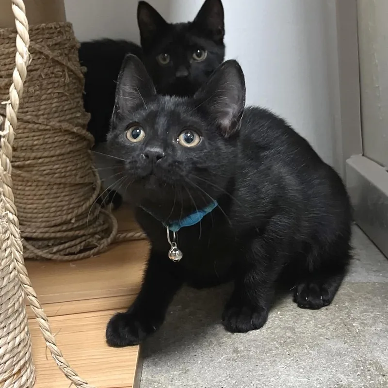 A baby small-sized female Black Domestic Short Hair cat named Mystique for adoption in York, PA