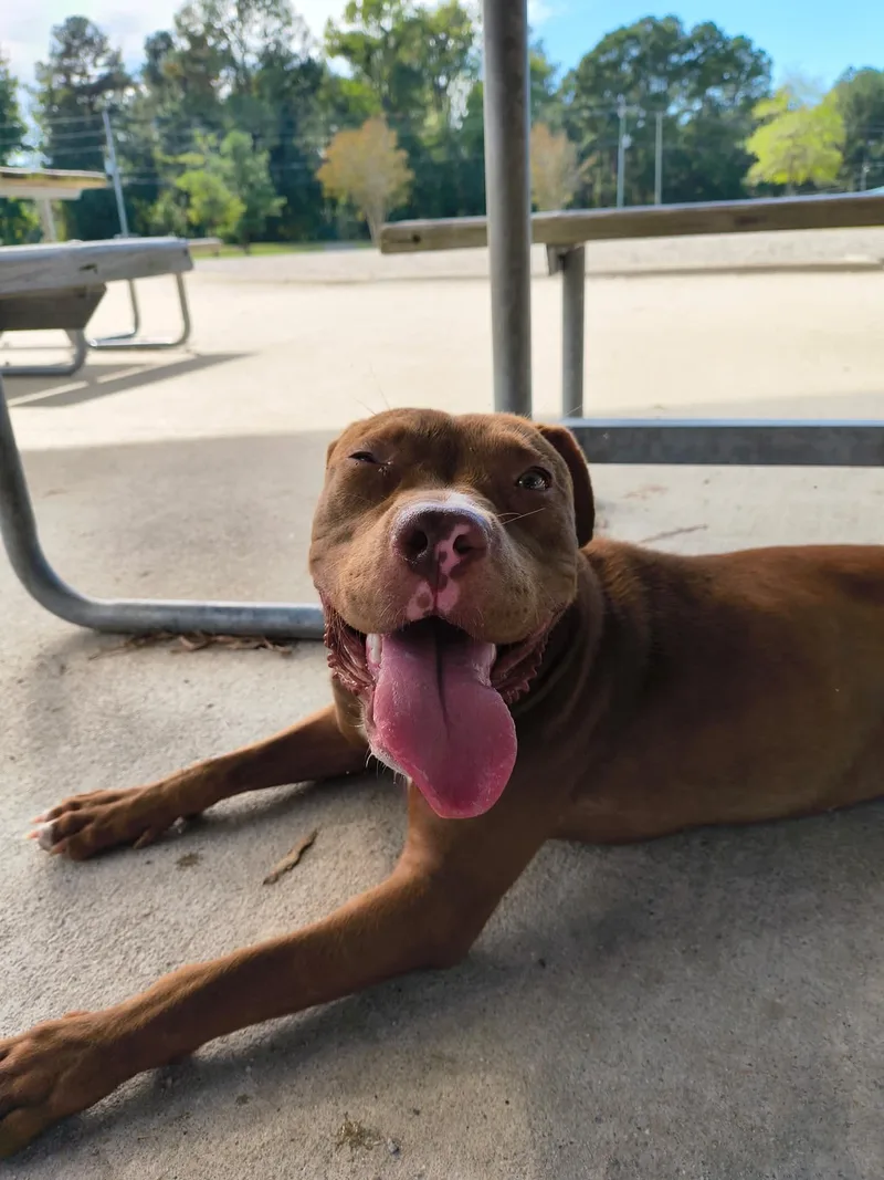 An adult medium-sized female American Staffordshire Terrier dog named Honey for adoption in Holly Springs, NC