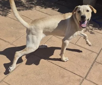 An adult small-sized male Labrador Retriever dog named Dusty for adoption in Shreveport, LA
