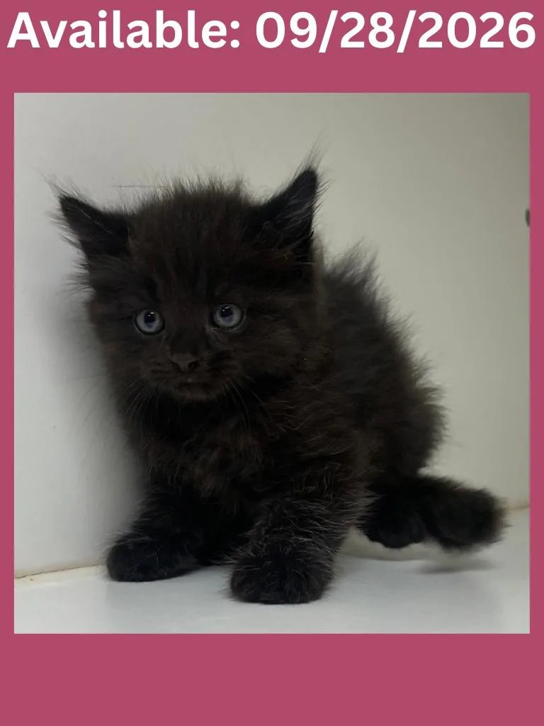 A baby medium-sized female Domestic Short Hair cat named Cat Condo for adoption in Greenville, TX