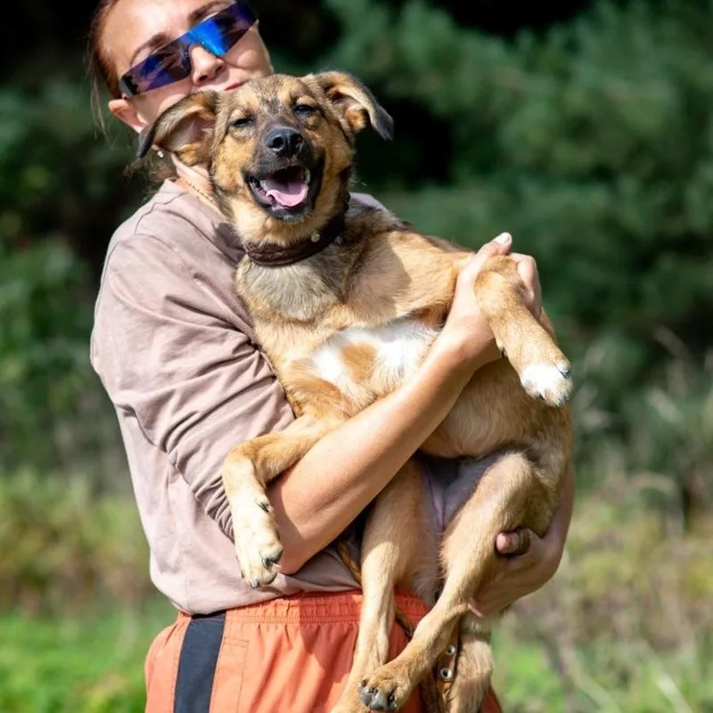 A young medium-sized female Spaniel dog named Astra for adoption in Morristown, NJ