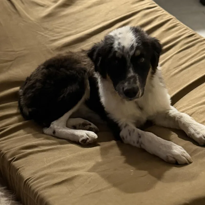 A baby medium-sized female White / Cream Australian Shepherd dog named Mani for adoption in Phoenix, AZ