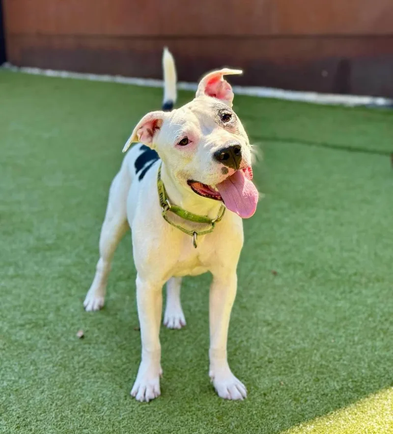 Odie Is A Playful thumbnail 2