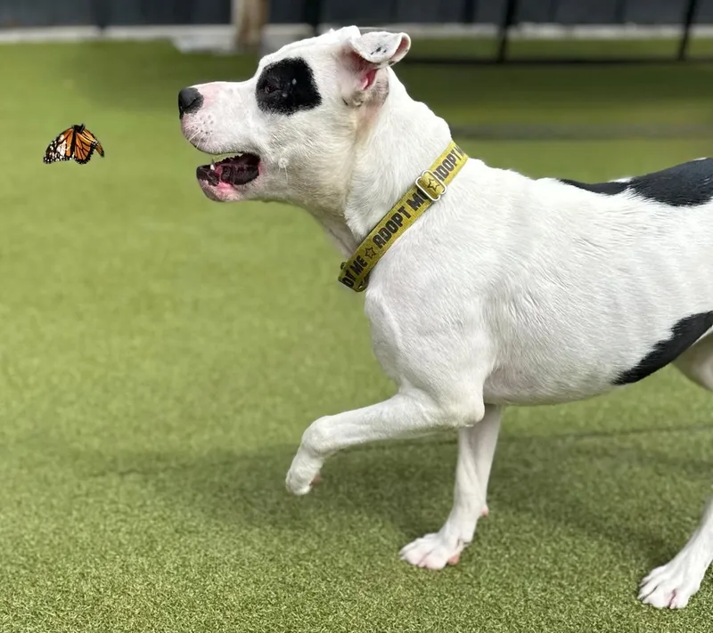 Odie Is A Playful photo 1