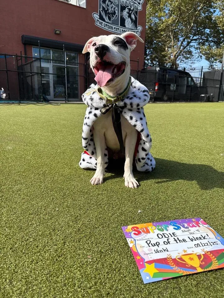 Odie Is A Playful thumbnail 4