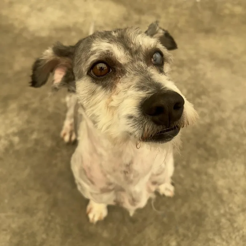 An adult small-sized male Gray / Blue / Silver Poodle dog named Spongebob for adoption in Long Beach, CA