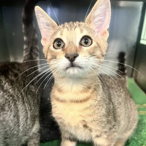 A baby small-sized male Brown / Chocolate Domestic Short Hair cat named Deer for adoption in Dayton, OH