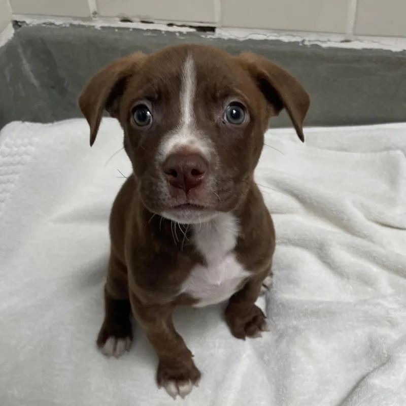 A baby small-sized male Brown / Chocolate Labrador Retriever dog named Ref for adoption in Hawthorne, CA
