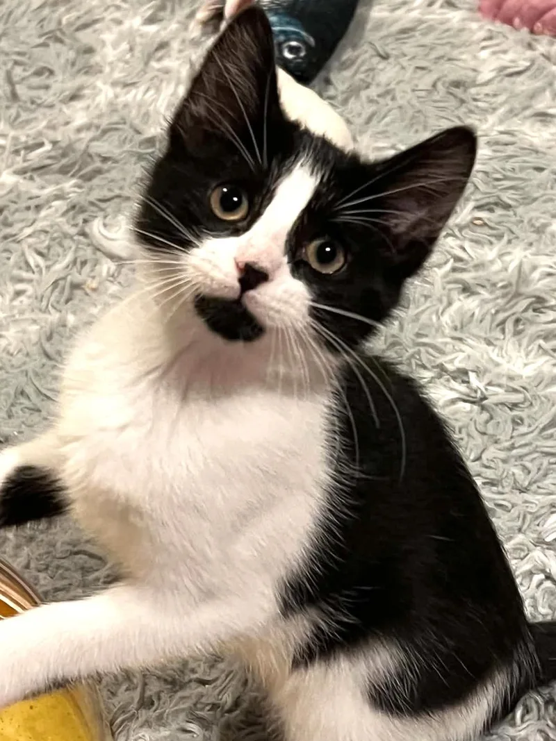 A baby small-sized female Black & White / Tuxedo Domestic Medium Hair cat named Twix for adoption in Sedalia, MO