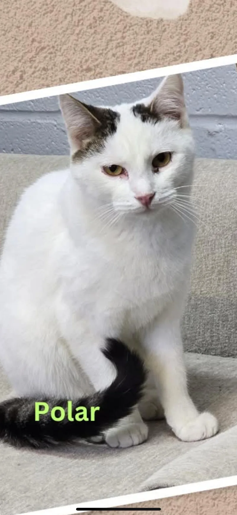 Polar thumbnail 2