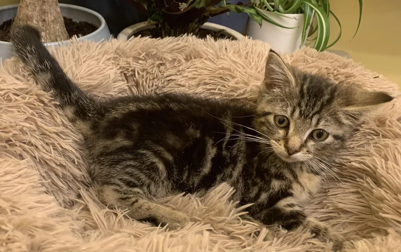 A baby medium-sized female Tabby (Brown / Chocolate) Domestic Short Hair cat named Nori for adoption in Battle Creek, MI