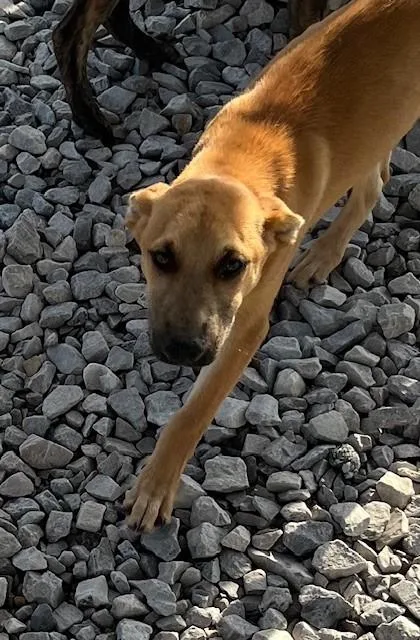 A young medium-sized male Apricot / Beige Shepherd dog named Molokai for adoption in New Roads, LA