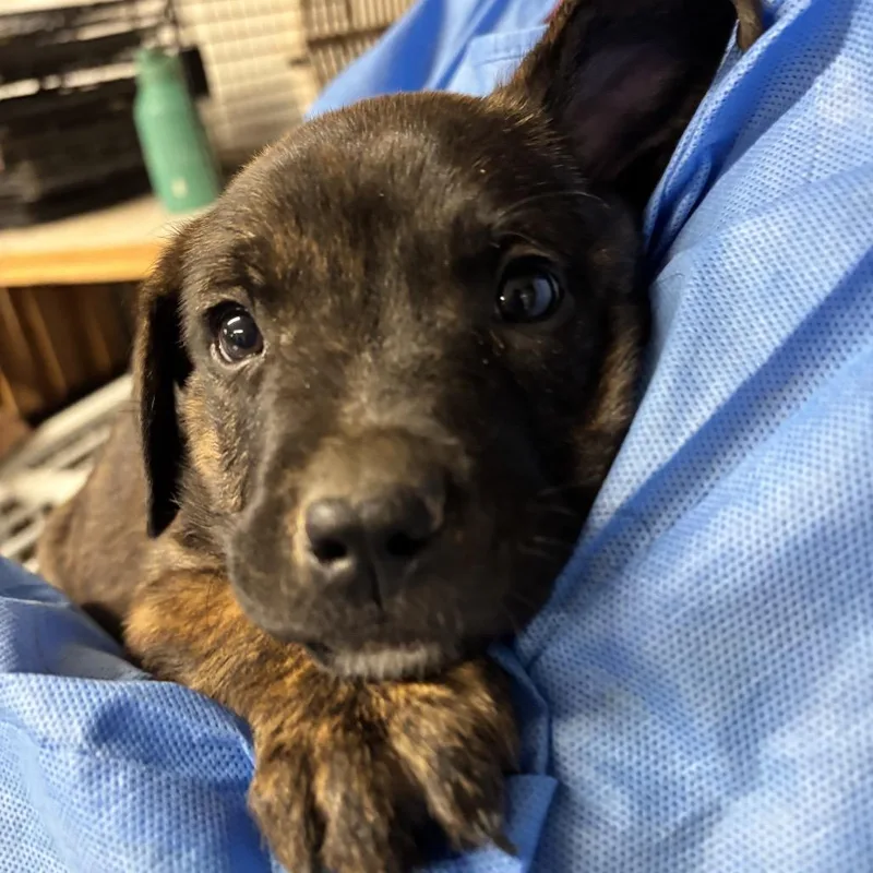 A baby small-sized male Brindle Mixed Breed dog named Staples for adoption in Moab, UT