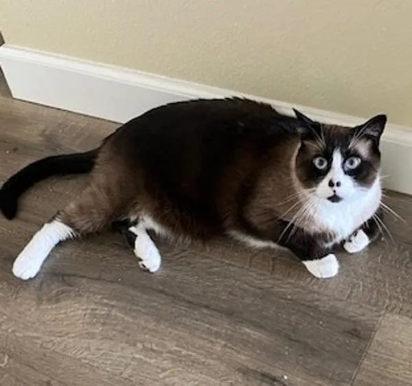 An adult large-sized male Domestic Short Hair cat named Jasper for adoption in Escondido, CA