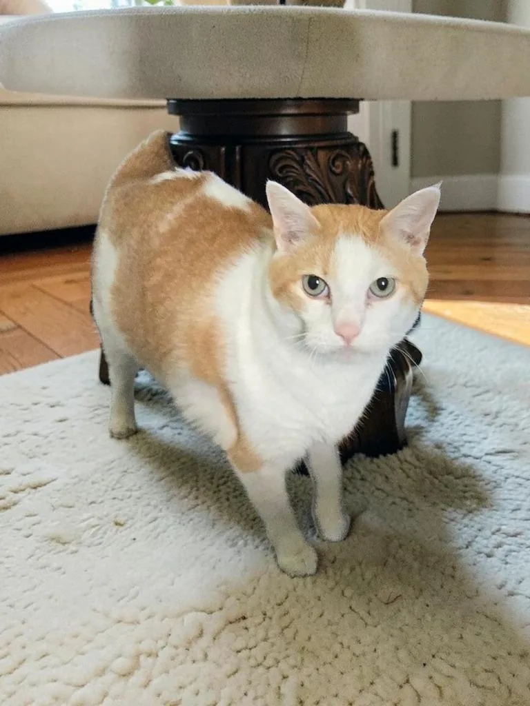 A senior large-sized female Domestic Short Hair cat named Iris for adoption in Barron, WI