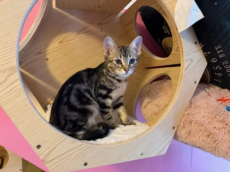 A baby medium-sized male Tabby (Buff / Tan / Fawn) Domestic Short Hair cat named Percy for adoption in Rochester, NY