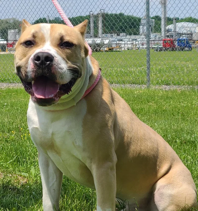 An adult medium-sized male Staffordshire Bull Terrier dog named Oatmeal for adoption in Huntington, IN