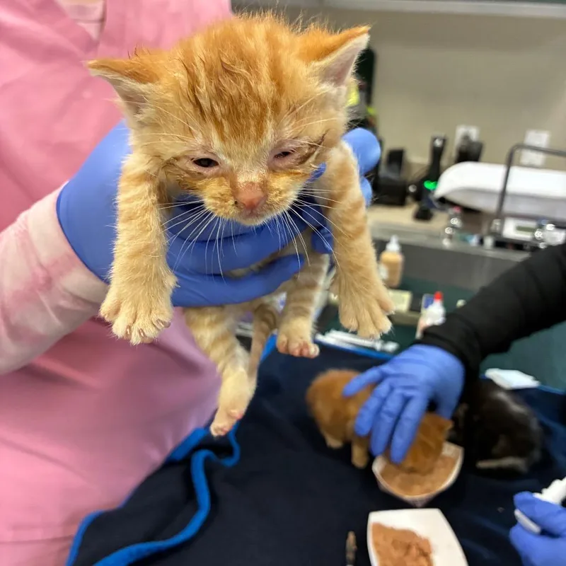 A baby small-sized male Orange / Red Domestic Short Hair cat named Pasquale for adoption in Pasadena, CA
