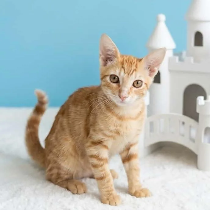 A baby medium-sized male Orange / Red Domestic Short Hair cat named Mati for adoption in San Diego, CA