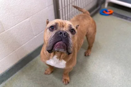 An adult large-sized male American Bulldog dog named Tyson for adoption in Coon Rapids, MN