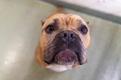 Tyson thumbnail 2