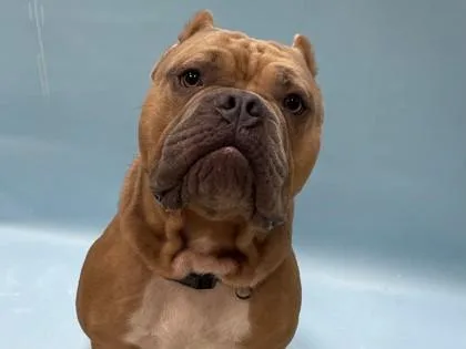 Tyson thumbnail 3