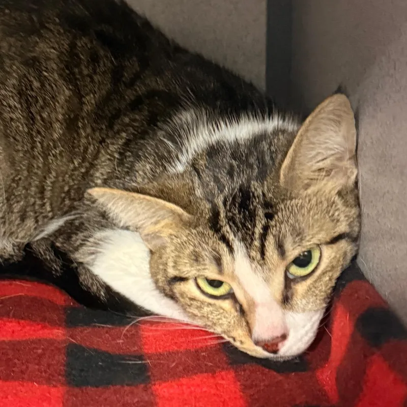 An adult medium-sized female Brown / Chocolate Domestic Short Hair cat named Daisy for adoption in Evansville, IN