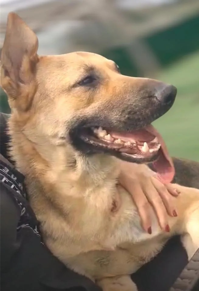 An adult medium-sized female Golden German Shepherd Dog dog named Ms. Sunshine Sasha for adoption in Ridgefield, WA