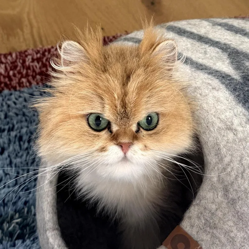 An adult medium-sized female Buff / Tan / Fawn Persian cat named Barbie for adoption in Long Beach, CA