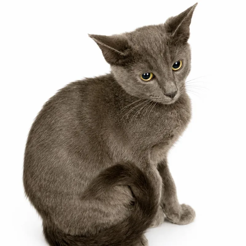 A baby small-sized male Domestic Short Hair cat named Cayman for adoption in Los Angeles, CA