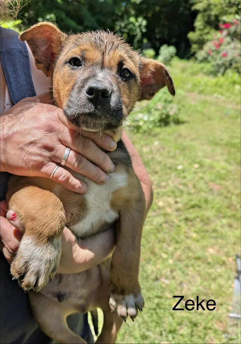 A baby medium-sized male Shepherd dog named Zeke for adoption in Manchester, CT