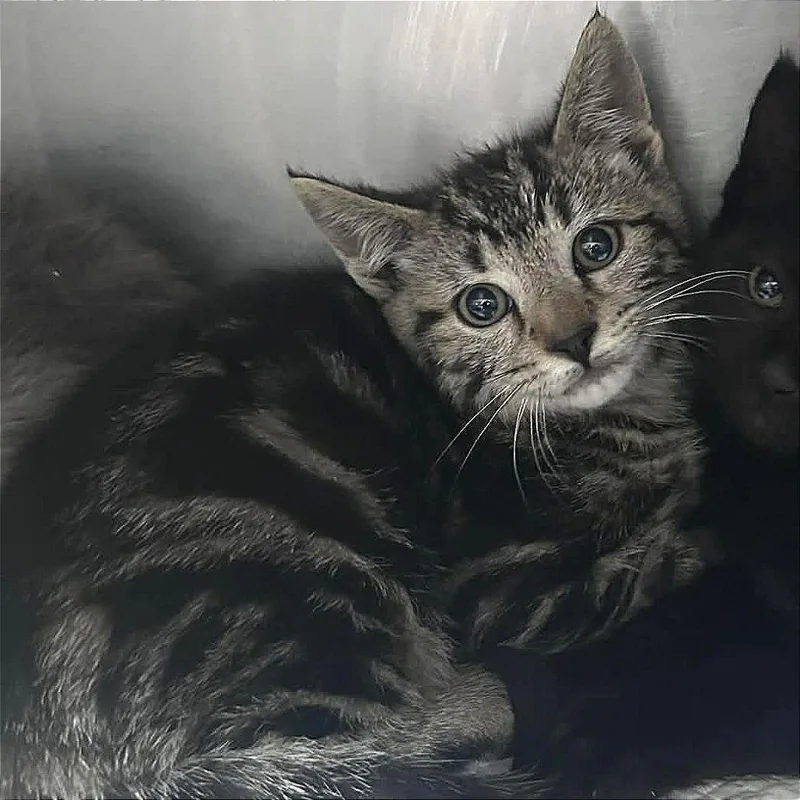 A baby small-sized male Brown / Chocolate Domestic Short Hair cat named Dallas for adoption in Manheim, PA