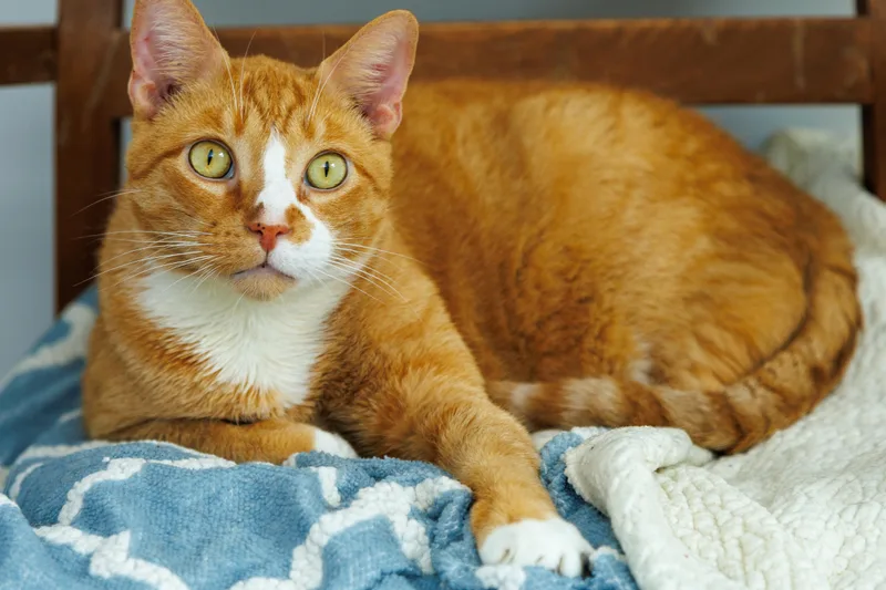 An adult extra large-sized male Tabby (Orange / Red) Domestic Short Hair cat named Smeegs for adoption in Chester Springs, PA