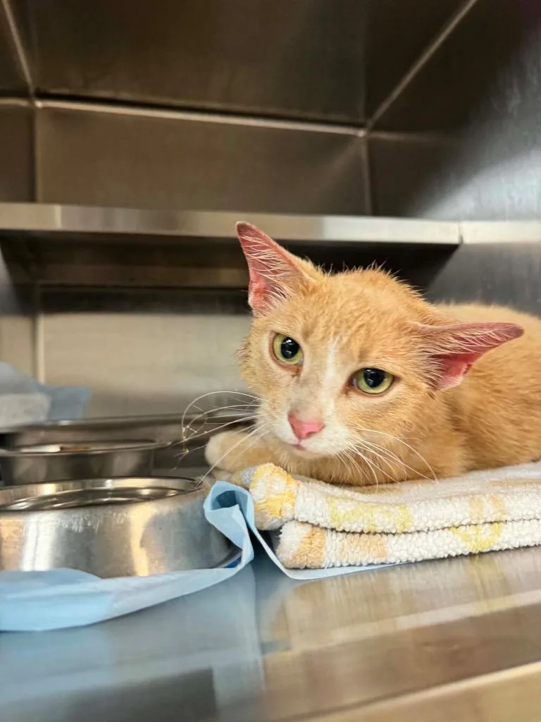 An adult medium-sized male Domestic Short Hair cat named Scalawag for adoption in Shelbyville, TN