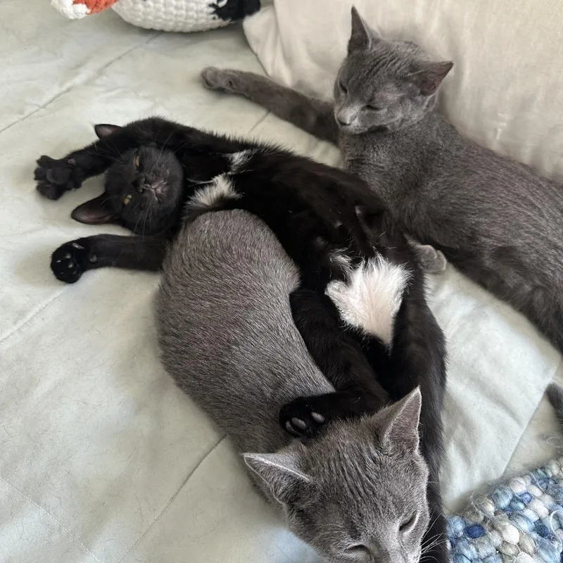 A baby small-sized male Gray / Blue / Silver Domestic Short Hair cat named Shawn for adoption in Pacific Palisades, CA