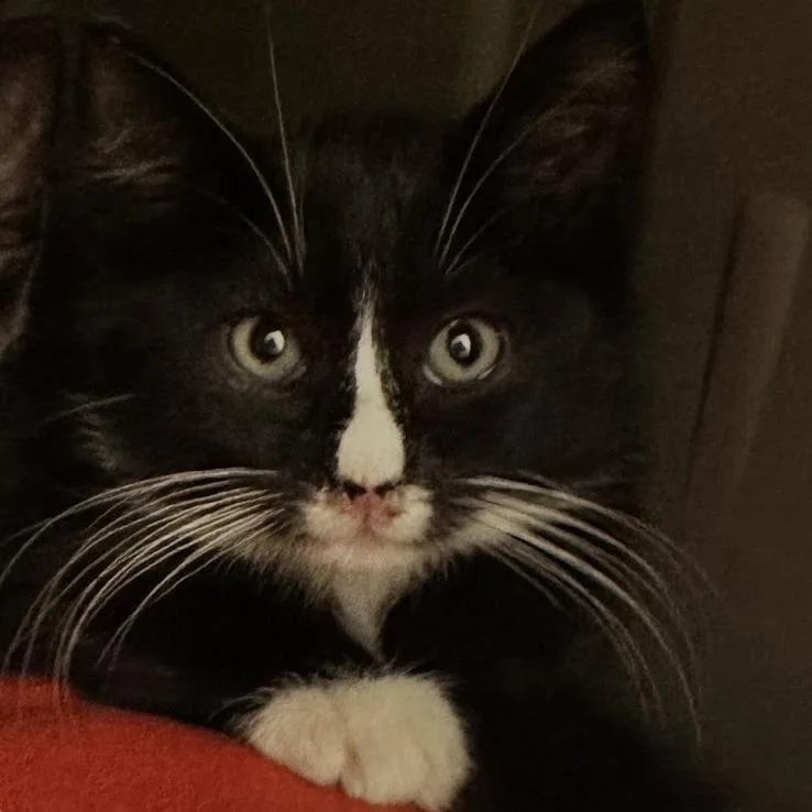 A baby small-sized male Black Domestic Short Hair cat named Beecee for adoption in Brooklyn, NY