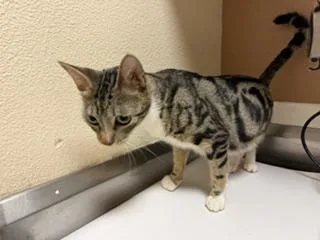 A young medium-sized female Domestic Short Hair cat named Mama for adoption in Fairfield, CA