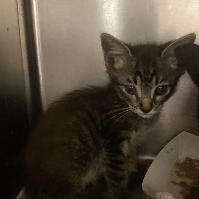 A baby small-sized male Brown / Chocolate Domestic Short Hair cat named Mr. Mercedes for adoption in Westminster, CA