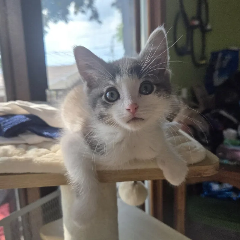 A baby small-sized male Domestic Short Hair cat named Stonewall for adoption in Milwaukee, WI
